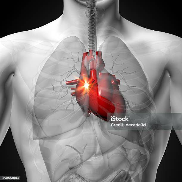 Heart Male Anatomy Of Human Organs Xray View Stock Photo - Download Image Now - Anatomy, Biology, Biomedical Illustration