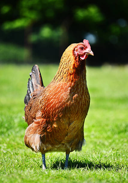 istock Chickens on traditional free range poultry farm 498552177