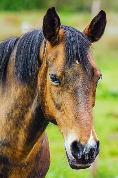 istock Portrait of the Horse 498552178