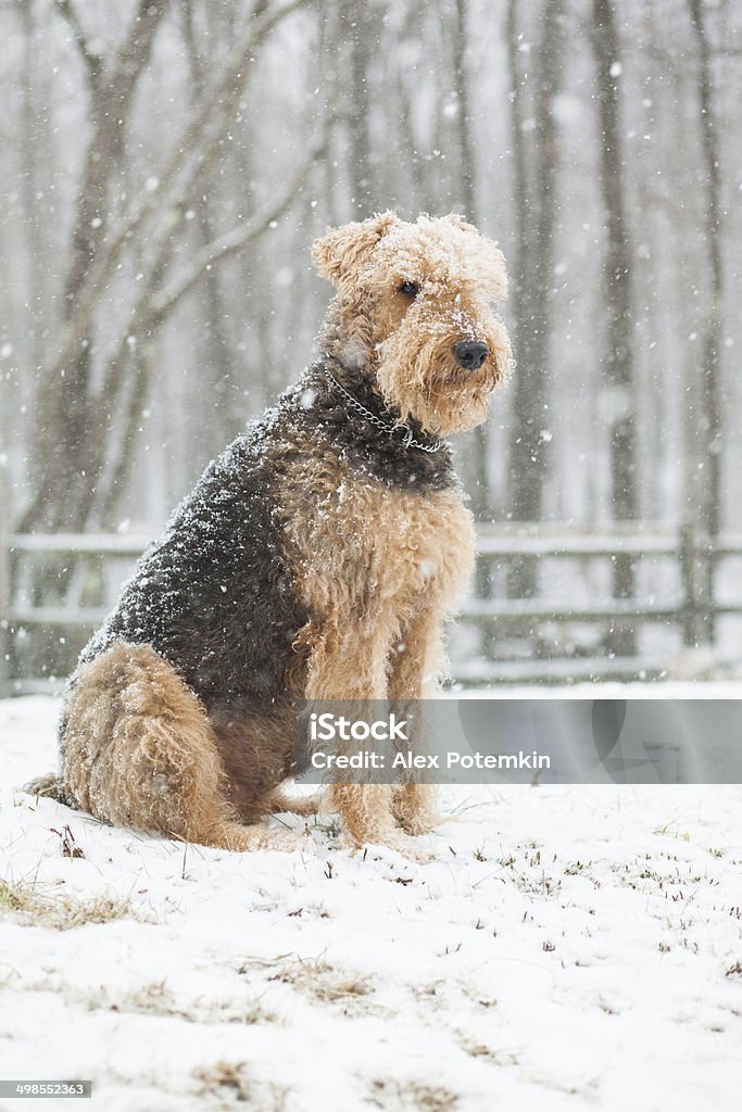 Airedale terrier chien assis sous la neige - Photo de Airedale Terrier libre de droits