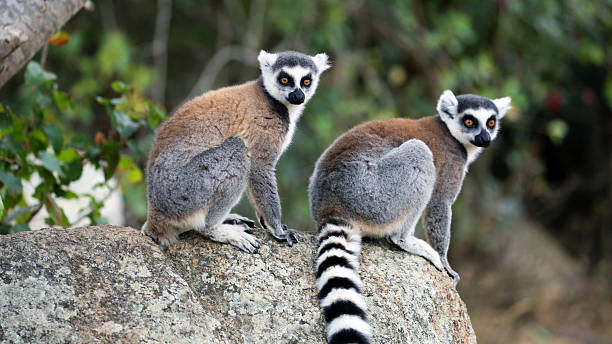 madagascar : maki à queue zébrée dans le parc national d'isalo - maki photos et images de collection