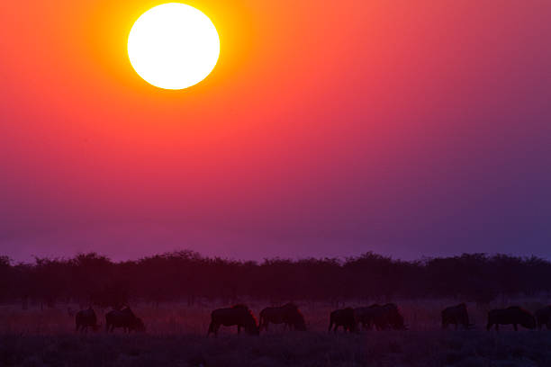 istock Wildbeests at sunset near Halali Camp, Etosha National Park, Namibia 498553082