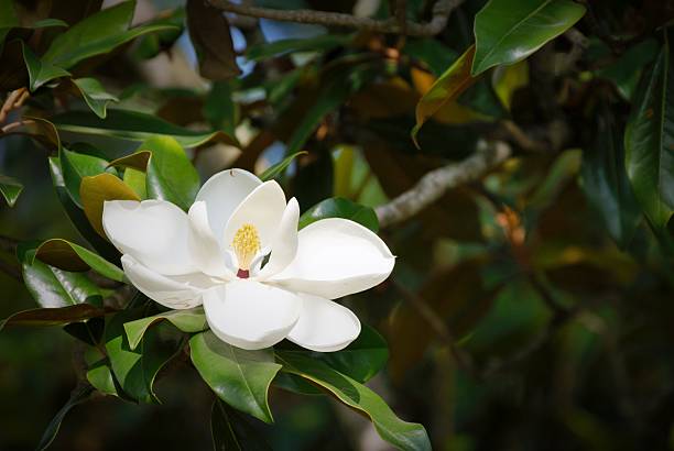 Sweet Magnolia Magnolia Tree along Bayou Terrebonne near downtown Houma, Louisiana. louisiana stock pictures, royalty-free photos & images