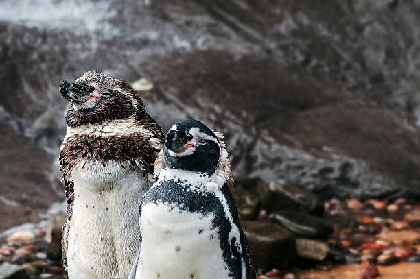 Two humboldt penguins drying themselves after a swim stock photo