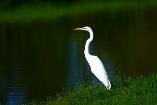 This Great Egret was standing alongside a bayou in Houma, Louisiana.