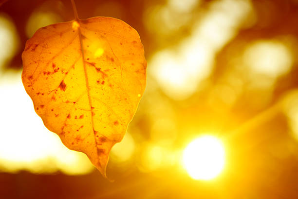 Single autumn leaf against bokeh of other autumn leaves and a setting sun.  Stock image portraying fall or seasons changing.