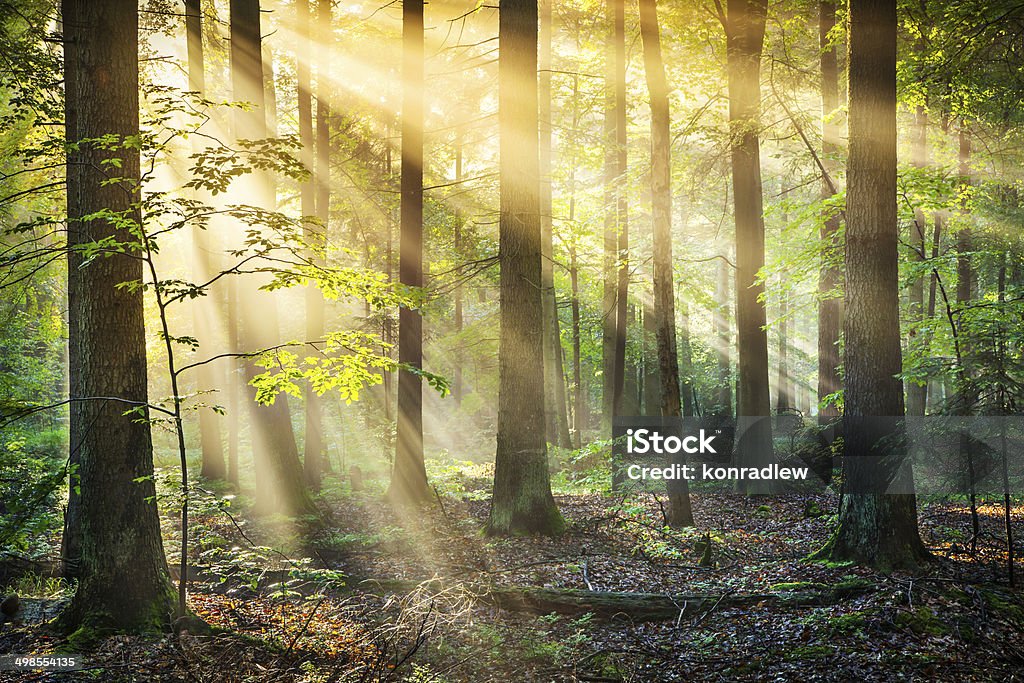 Wald mit Sonne Strahlen-XXXL HDR-Bild - Lizenzfrei Sonnenstrahl Stock-Foto