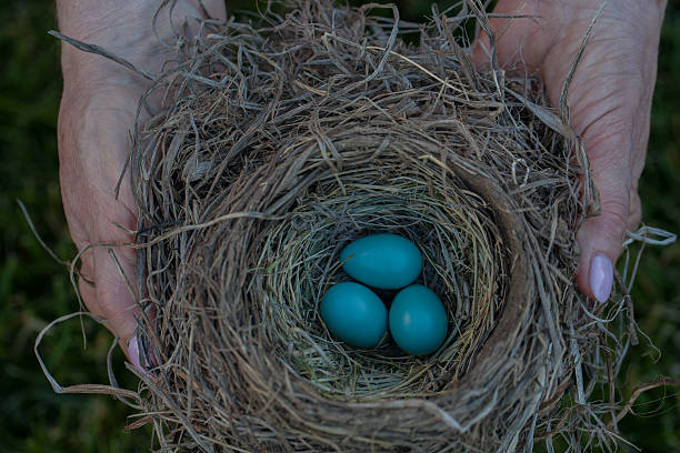 손에 들고 네스트 3개의 블루 유럽울새 에그스 - dependency animal nest robin bird 뉴스 사진 이미지