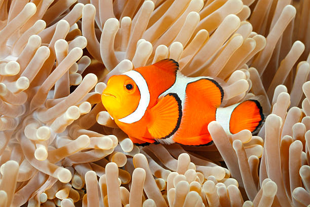 Clown Anemonefish Clown Anemonefish, Amphiprion percula, swimming among the tentacles of its anemone home. Tulamben, Bali, Indonesia symbiotic relationship stock pictures, royalty-free photos & images