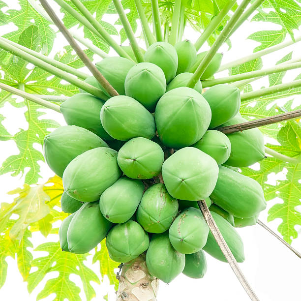 istock papaya on the papaya tree 498554825