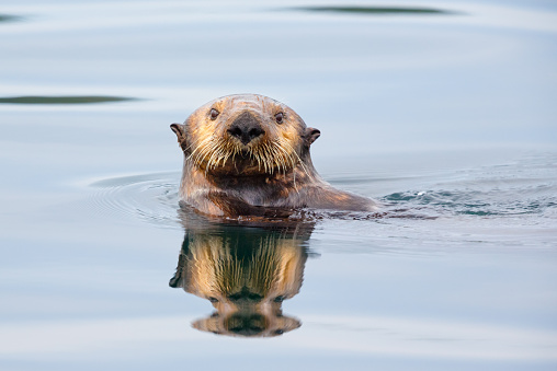 Sea Otter  
