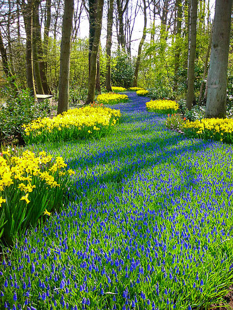 istock Meandering flowers through Forest Keukenhof Netherlands 498554855