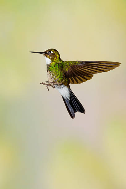 istock Hummingbird , Tourmaline Sunangel 498554886