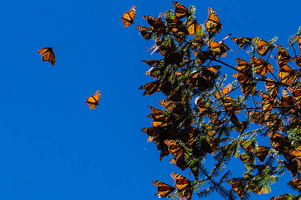 istock Monarch Butterflies on tree branch in blue sky background 498554888