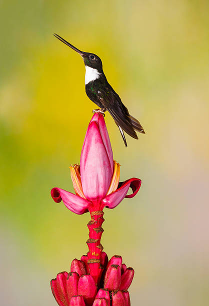 istock Hummingbird on Banana Plant , Collared Inca 498554914