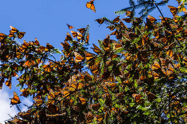 istock Monarch Butterflies on tree branch in blue sky background 498554922