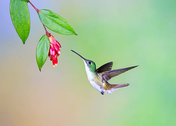 istock Hummingbird , Andean Emerald 498554960