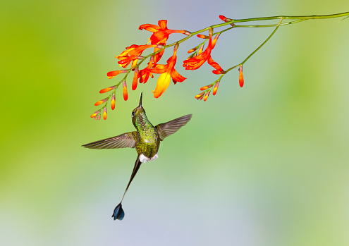 Hummingbird , Booted Racket-tail