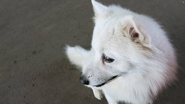 White Japanese dog stock photo