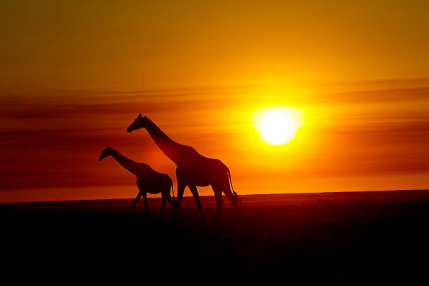 istock Giraffes at sunrise at Etosha National Park, Namibia 498555298