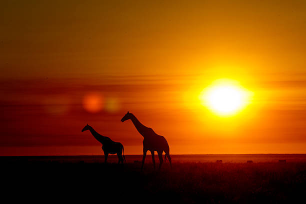 istock Giraffes at sunrise at Etosha National Park, Namibia 498555372