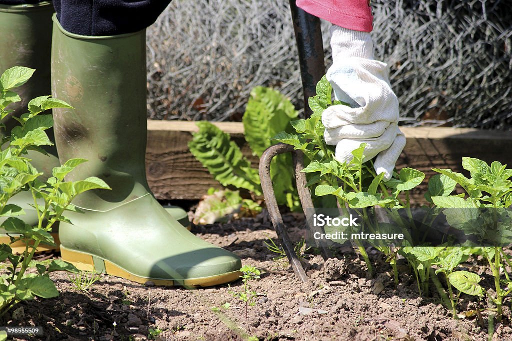 Bild von gardener mit alten Gabelung links, um dich Gemüsegarten - Lizenzfrei Arbeiten Stock-Foto