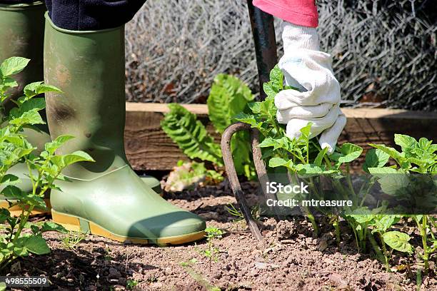 Bild Von Gardener Mit Alten Gabelung Links Um Dich Gemüsegarten Stockfoto und mehr Bilder von Arbeiten