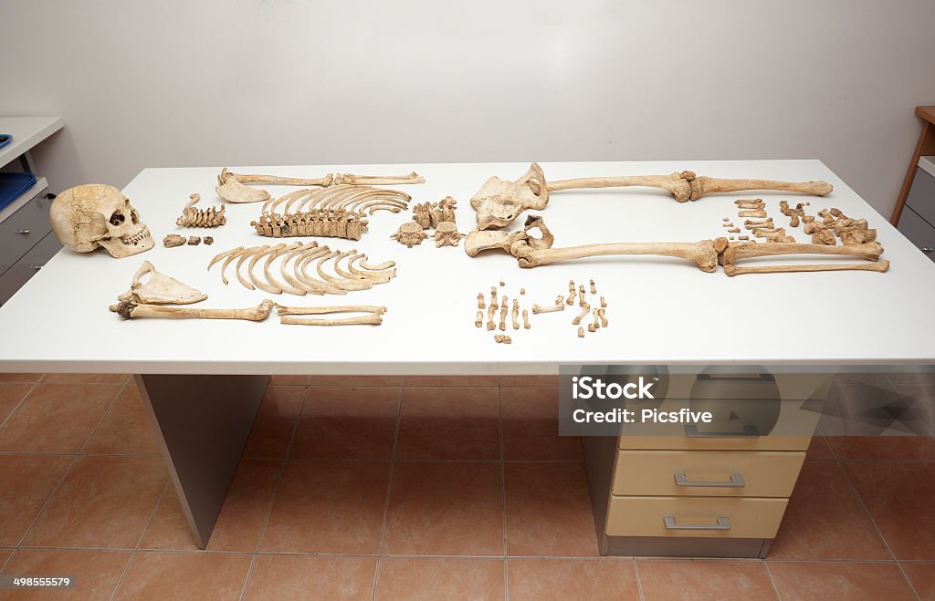 skeleton skull bones close up of a skeleton on white table in autopsy roomclose up of a skeleton on white background with clipping path Anatomy Stock Photo