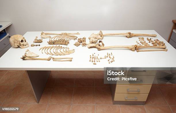 Skeleton Skull Bones Stock Photo - Download Image Now - Anatomy, Biology, Bone Fracture