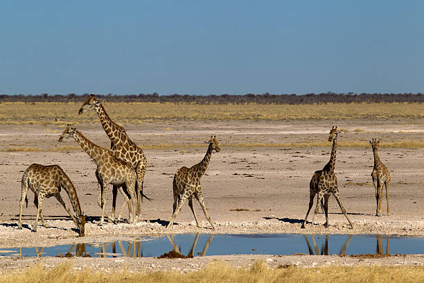 istock Giraffes drinking at Nebrowni waterhole, Etosha National Park, Namibia 498555694