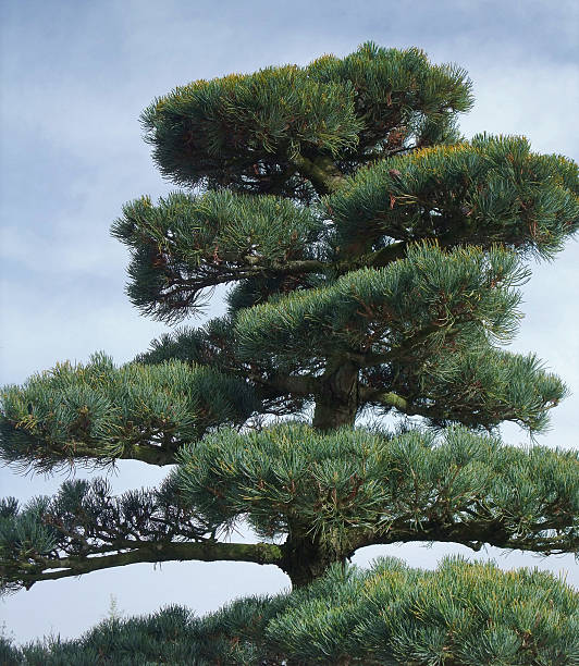 istock big Bonsai detail 498555717