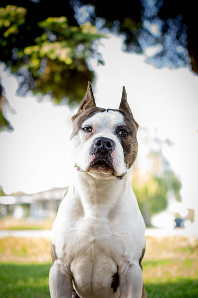 スタッフォードシャーブルテリア - american staffordshire terrier bull terrier terrier purebred dog ストックフォトと画像