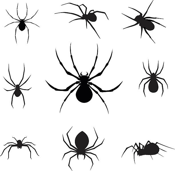 vektor-illustration von spinnen - spider stock-grafiken, -clipart, -cartoons und -symbole