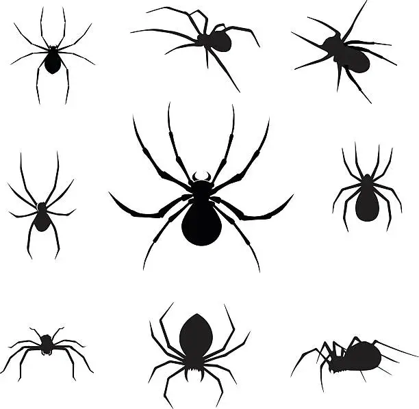 Vector illustration of vector spiders - Illustration