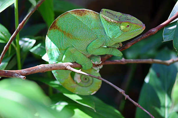 istock Madagascar: Parson's chameleon in Mantadia National Park 498556436
