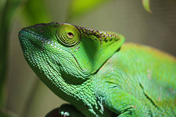 istock Madagascar: Parson's chameleon in Mantadia National Park 498556514