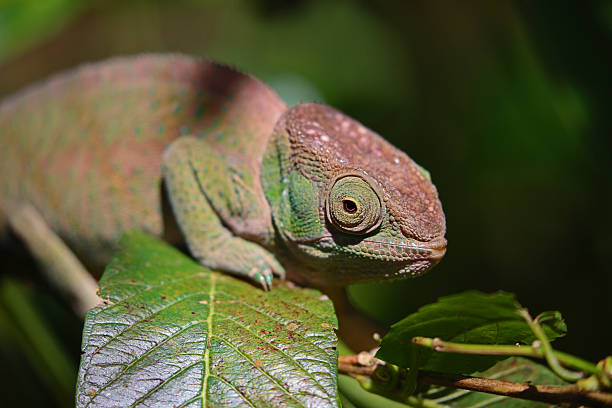 istock Madagascar: Parson's chameleon in Mantadia National Park 498556580