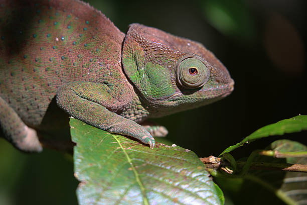 istock Madagascar: Parson's chameleon in Mantadia National Park 498556730