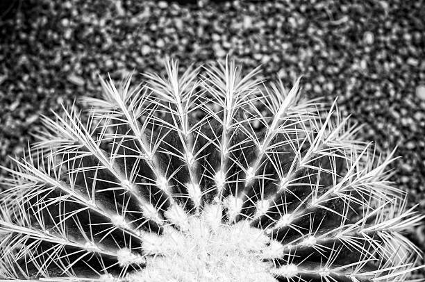 istock cactus in gravel, monotone color 498556739