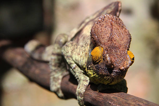 istock Madagascar: Parson's chameleon in Mantadia National Park 498556860