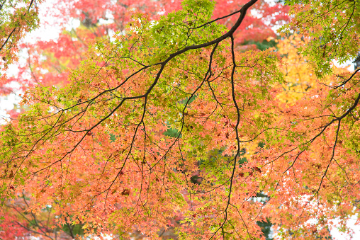 Clost up autumn maple tree. The tree leaves are in green orange and red. The background is blurred