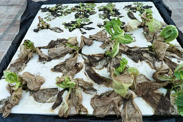 Photo of the lettuce hydroponic had withered