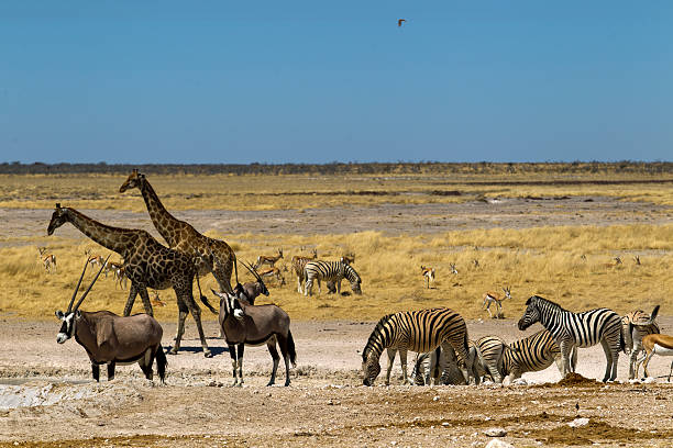 istock Nebrowni waterhole, Etosha National Park, Namibia 498557520