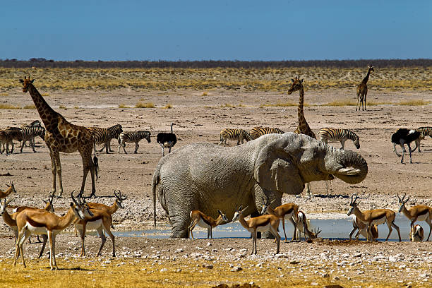 istock Nebrowni waterhole, Etosha National Park, Namibia 498557636