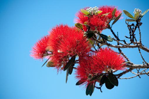New Zealand endemic tree pohutukawa, also known as a \