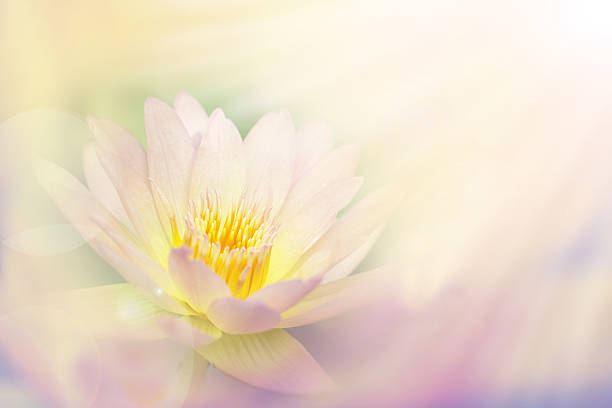 istock beautiful pink waterlily or lotus flower 498558832