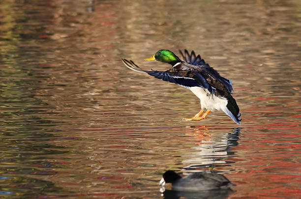 istock Mallard Duck Landing on the Autumn Pond 498560168