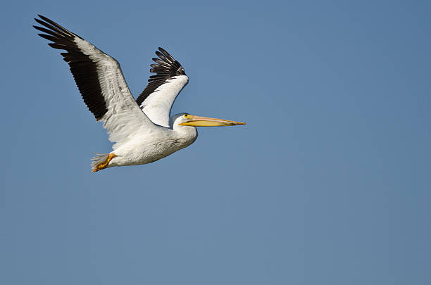 istock American White Pelican Flying in a Blue Sky 498560556