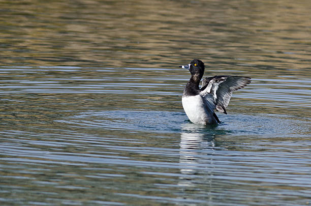 istock Ring-Necked Stretching Its Wings While Resting on the Water 498560652