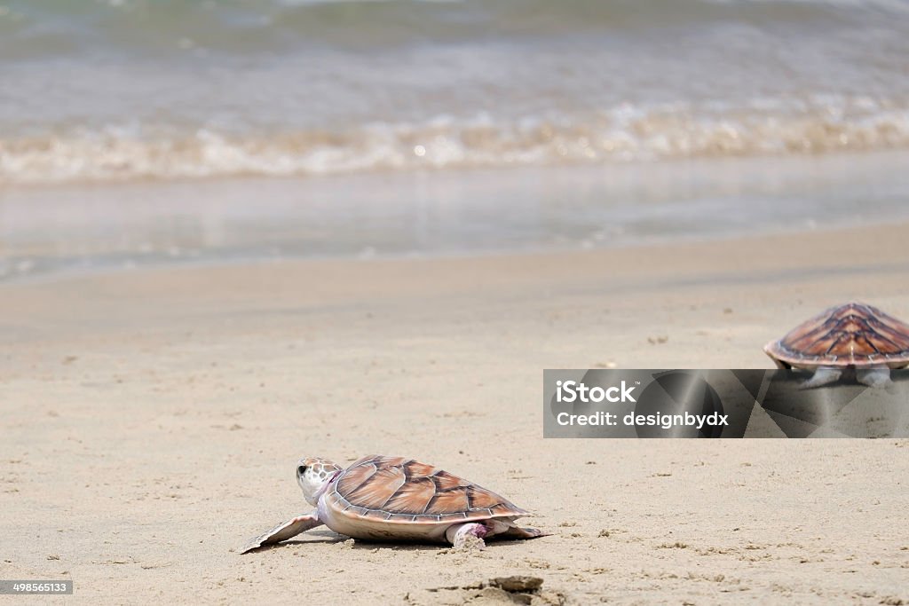 green turtle, Thailand Animal Stock Photo